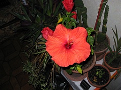 Hibiscus 02